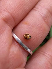 Psyllobora confluens