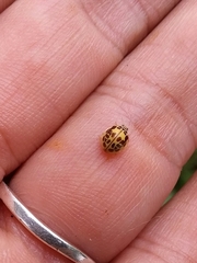 Psyllobora confluens