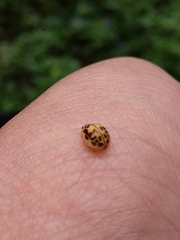 Psyllobora confluens