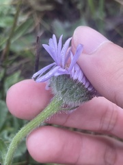 Erigeron glaucus