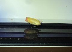 Ptyoptila matutinella