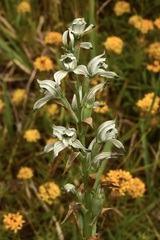 Chloraea multiflora