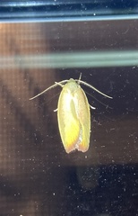 Ptyoptila matutinella