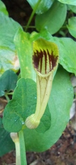 Aristolochia paucinervis