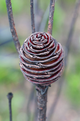 Leucadendron platyspermum