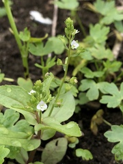 Veronica undulata