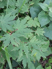 Acer pseudosieboldianum