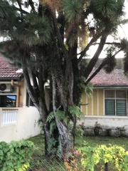 Casuarina equisetifolia