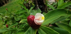 Costus atlanticus