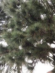 Casuarina equisetifolia