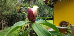 Costus atlanticus