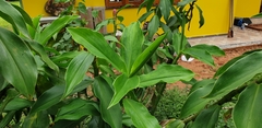 Costus atlanticus