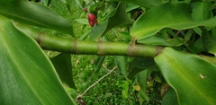 Costus atlanticus