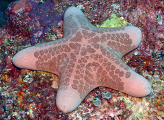 Choriaster granulatus