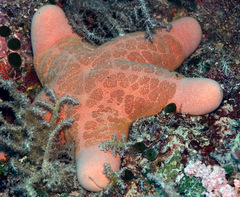 Choriaster granulatus