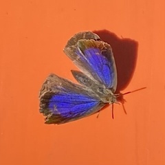 Arhopala japonica