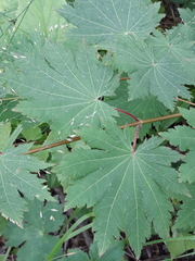 Acer pseudosieboldianum