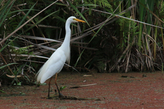 Ardea intermedia plumifera