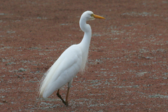 Ardea intermedia plumifera