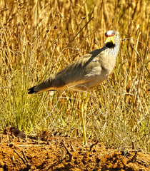 Vanellus senegallus