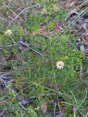 Petrophile sessilis