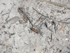 Phaulacridium vittatum