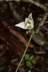 Codonorchis lessonii