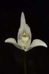 Codonorchis lessonii