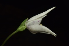 Codonorchis lessonii