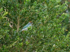Stilpnia vitriolina