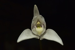 Codonorchis lessonii