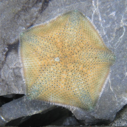 Meridiastra mortenseni