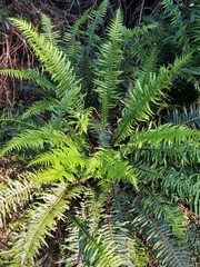 Blechnum nudum
