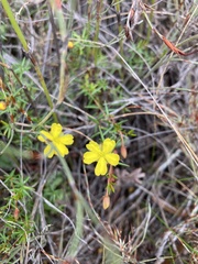 Hibbertia acicularis