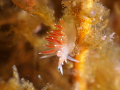 Coryphella