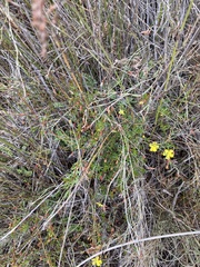 Hibbertia acicularis