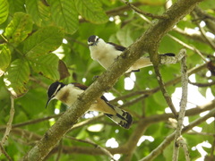 Campylorhynchus griseus