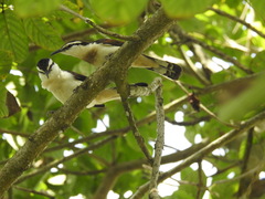 Campylorhynchus griseus