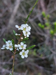 Harmogia densifolia