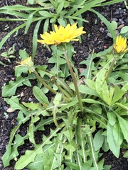 Taraxacum formosanum