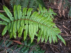 Blechnum wattsii