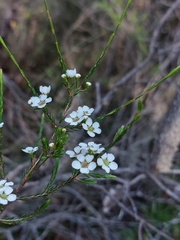 Harmogia densifolia