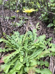 Taraxacum formosanum