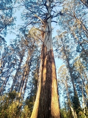 Eucalyptus regnans