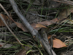 Lampropholis guichenoti