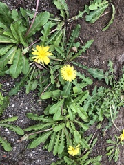 Taraxacum formosanum