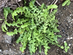 Taraxacum formosanum