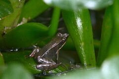 Lithobates warszewitschii