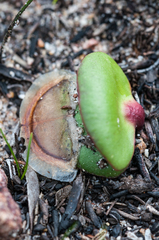 Leucadendron platyspermum
