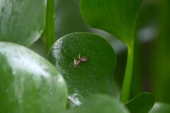 Lithobates warszewitschii